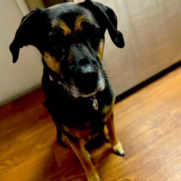 Meet your Posher, Karley - Picture 1 of 1